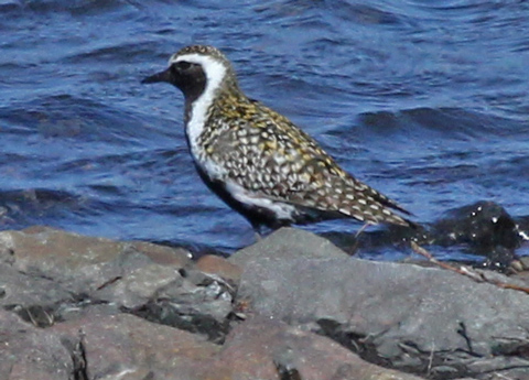 Pacific Golden-Plover