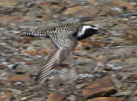Pacific Golden-Plover