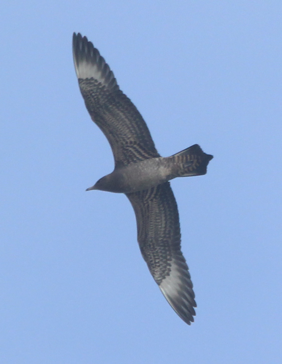 Parasitic Jaeger (juvenile) photo #1