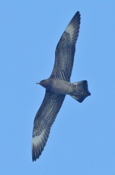 Parasitic Jaeger (juvenile) photo #2