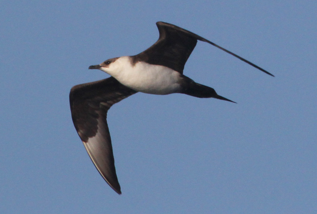 Parasitic Jaeger (adult) photo #1