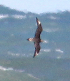 Parasitic Jaeger (light morph juvenile) photo #1