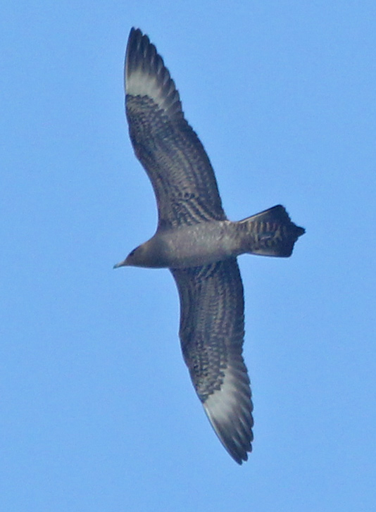Parasitic Jaeger (juvenile) photo #3