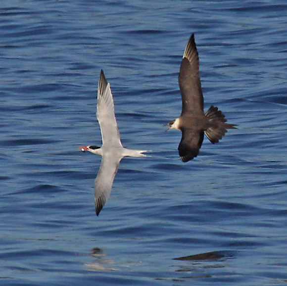 Parasitic Jaeger (adult) photo #9