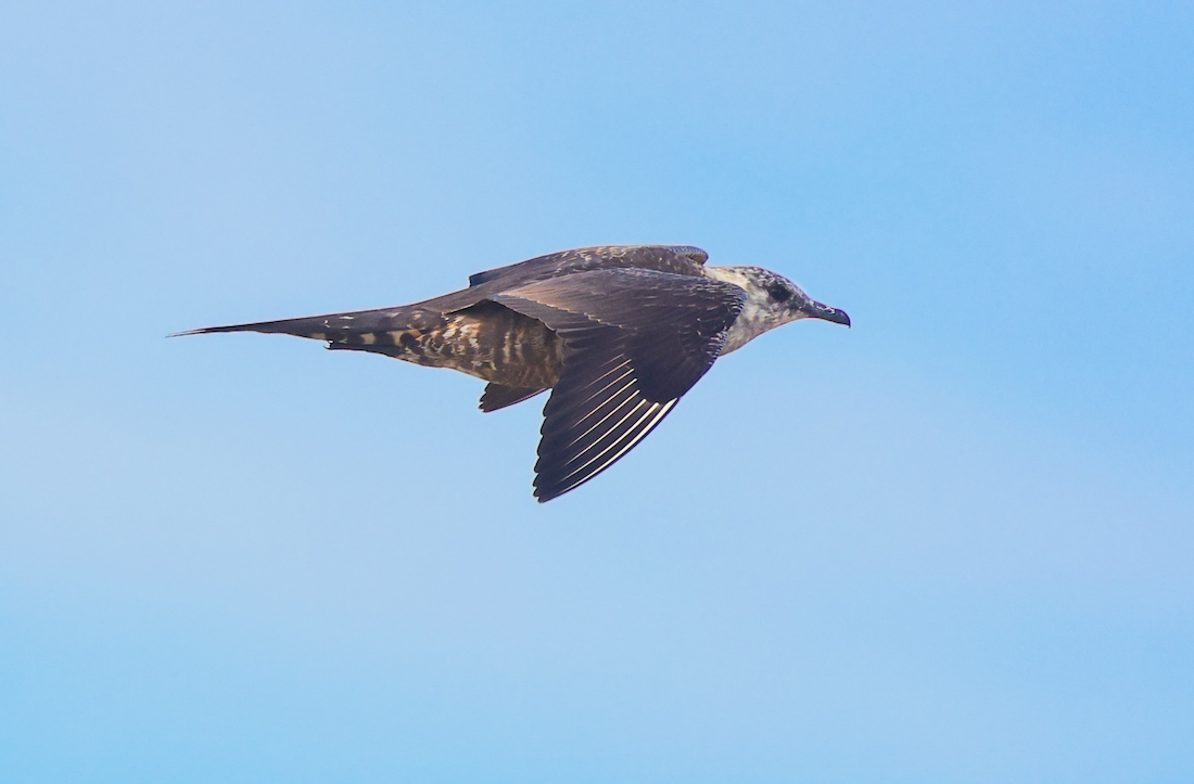 Parasitic Jaeger (sub-adult) photo #3