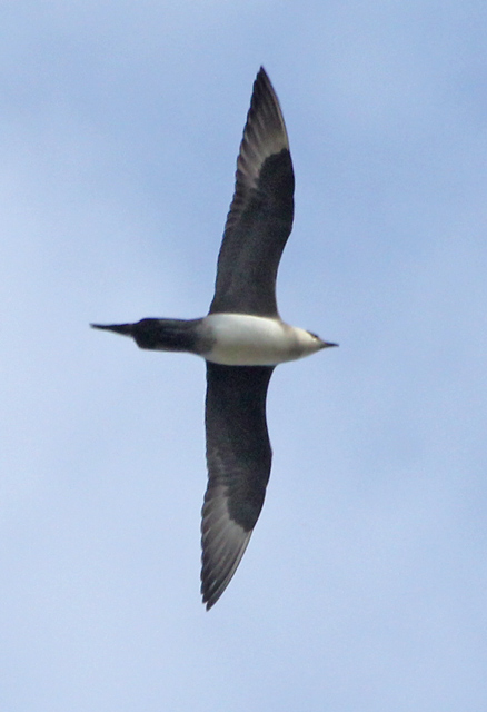 Parasitic Jaeger (adult) photo #12