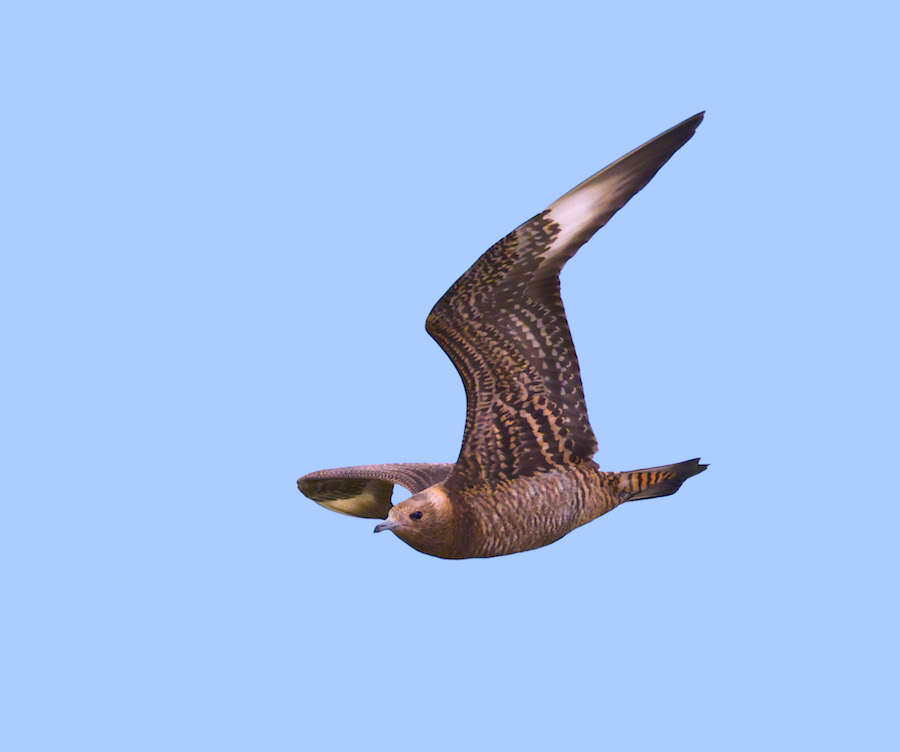Parasitic Jaeger (juvenile)
