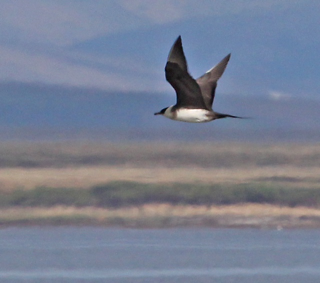 Parasitic Jaeger (adult) photo #13