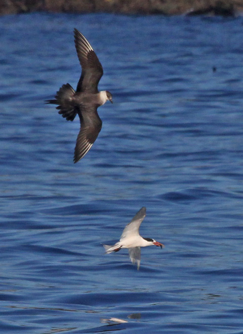 Parasitic Jaeger (adult) photo #11
