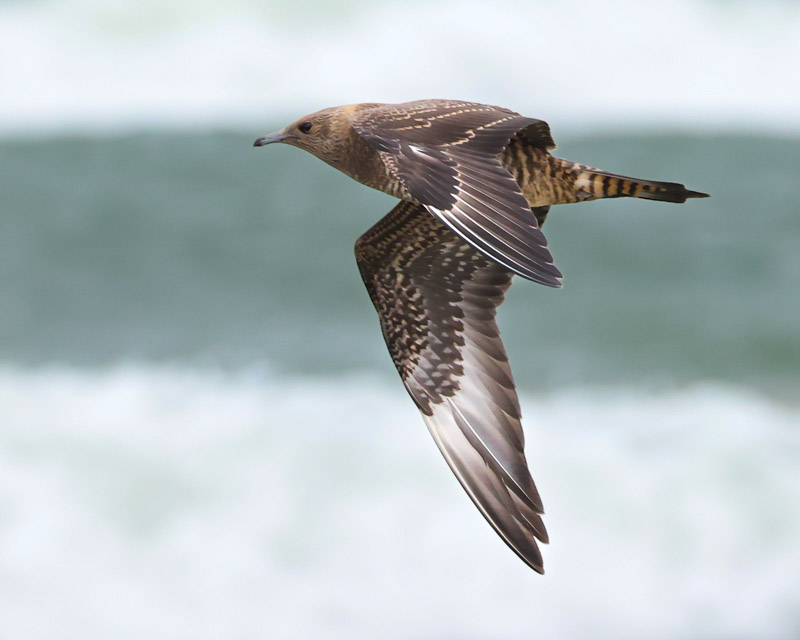 Parasitic Jaeger (juvenile)