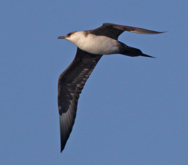 Parasitic Jaeger (adult) photo #4