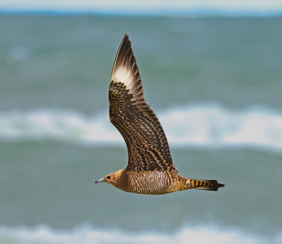 Parasitic Jaeger (juvenile)
