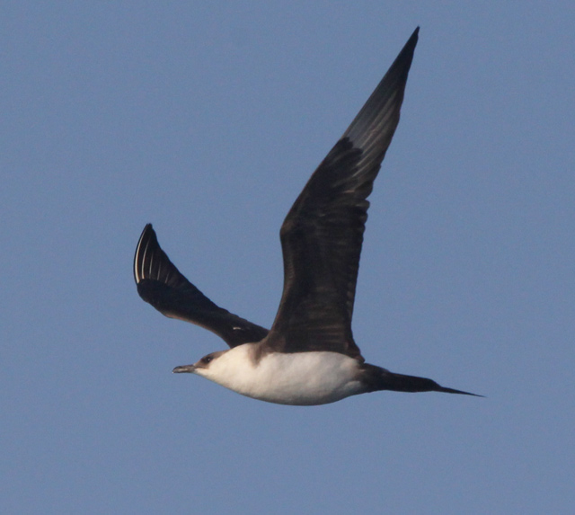 Parasitic Jaeger (adult) photo #3