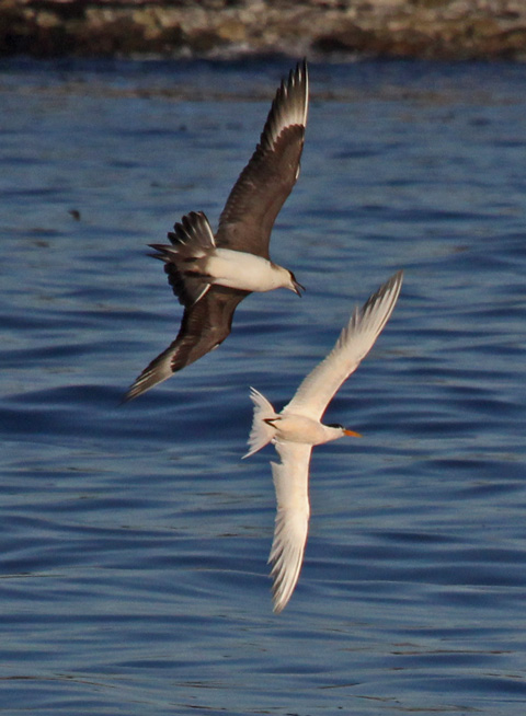 Parasitic Jaeger (adult) photo #7