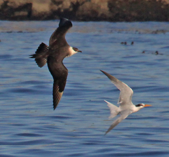 Parasitic Jaeger (adult) photo #8