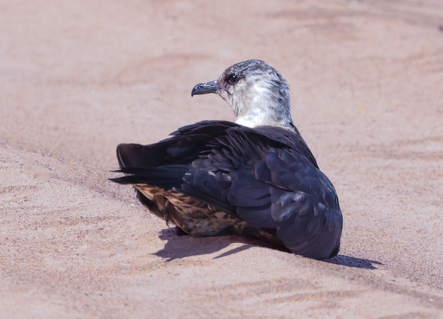 Parasitic Jaeger (sub-adult) photo #4