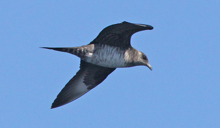 Parasitic Jaeger (sub-adult) photo #2