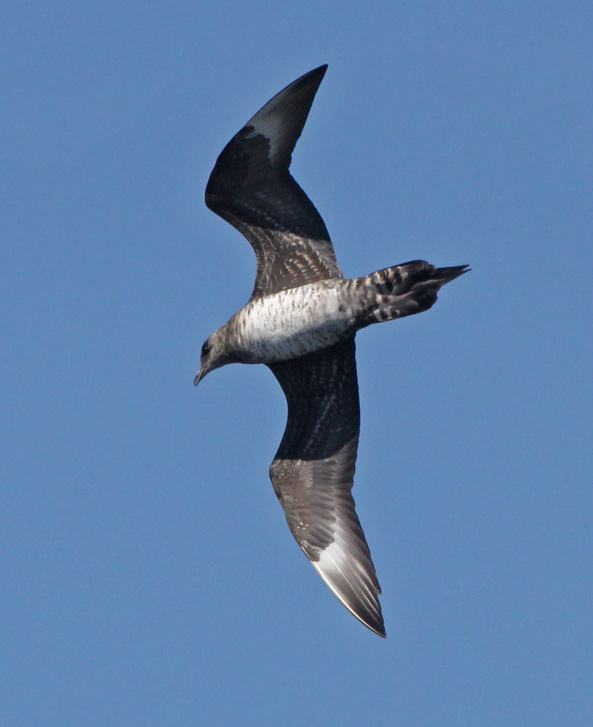Parasitic Jaeger (sub-adult) photo #1