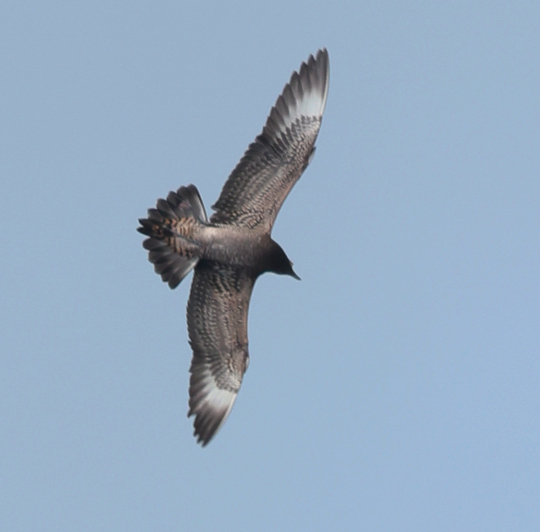 Parasitic Jaeger (juvenile)