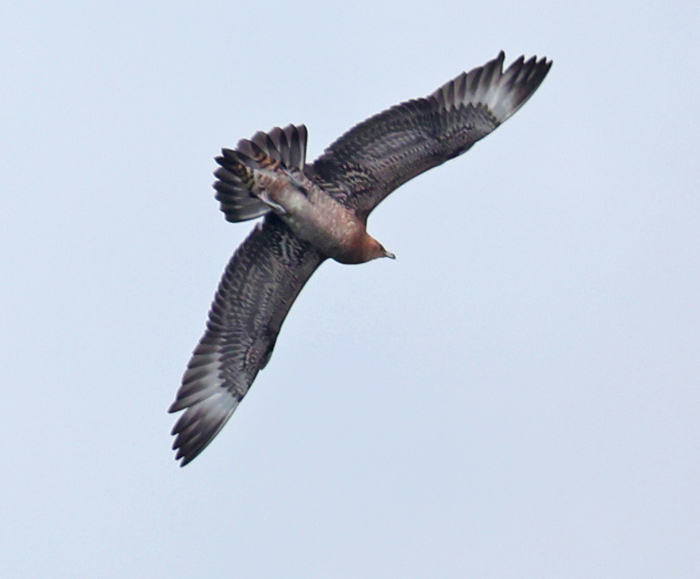 Parasitic Jaeger (juvenile)