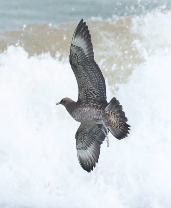 Parasitic Jaeger (juvenile)