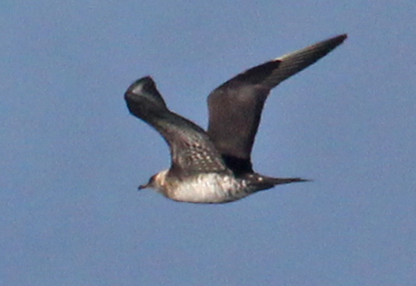Parasitic Jaeger (sub-adult) photo #3