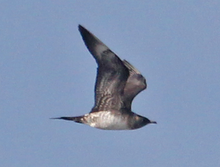 Parasitic Jaeger (sub-adult) photo #4