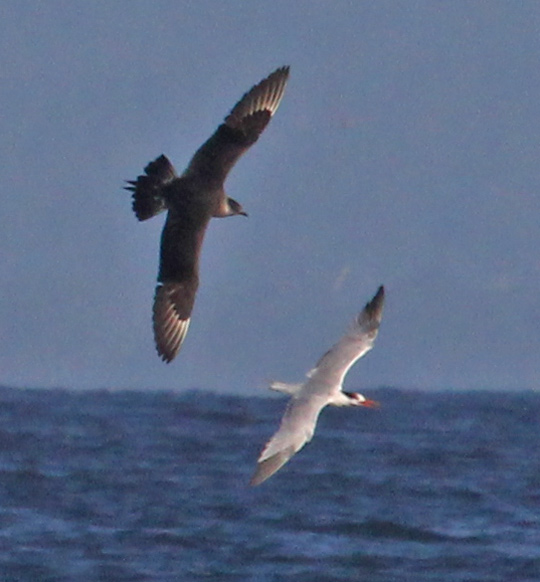 Parasitic Jaeger (adult) photo #6