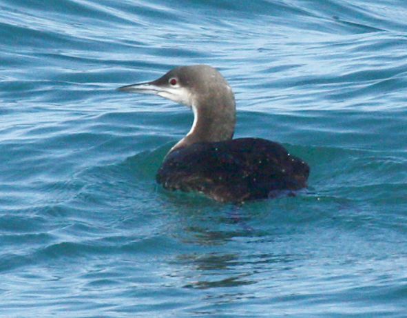 Pacific Loon (nonbreeding) 