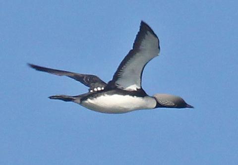 Pacific Loon