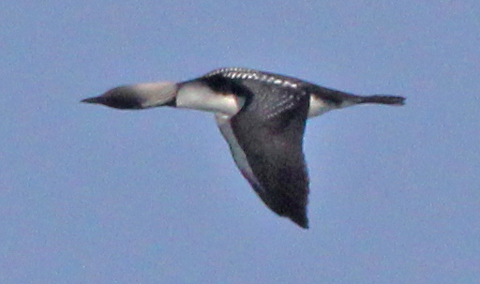 Pacific Loon