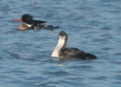 Pacific Loon (juvenile)