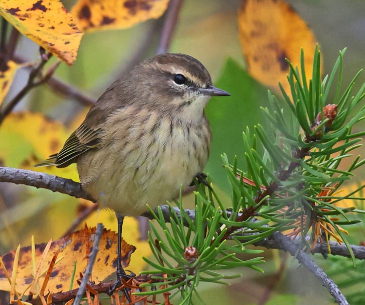 Palm Warbler photo #3
