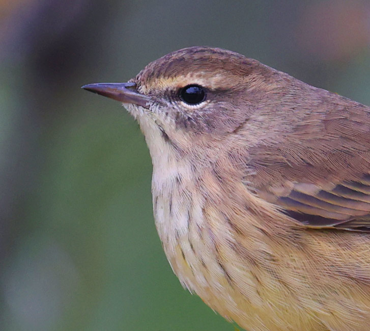 Palm Warbler photo #4