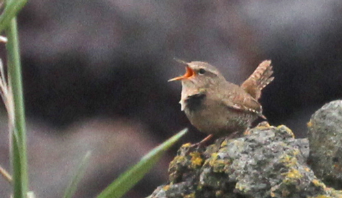 Pacific Wren