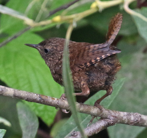 Pacific Wren (juvenile)