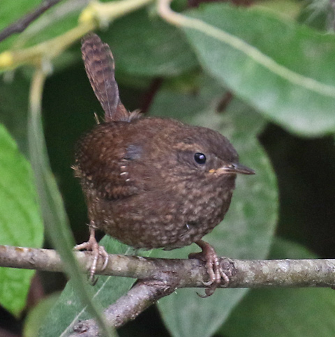 Pacific Wren (juvenile)