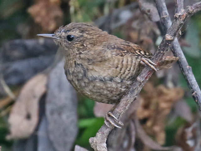 Pacific Wren (worn adult)