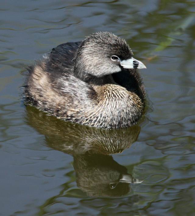 Pied-billed Grebe (breeding)