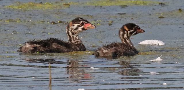 Pied-billed Grebe (juvenile)