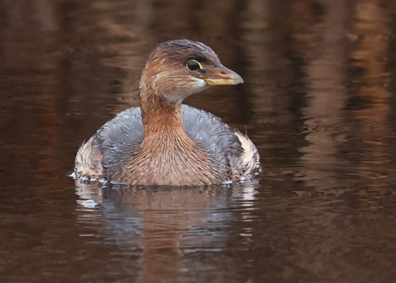 Pied-billed Grebe (nonbreeding)