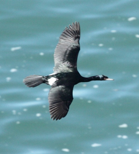 Pelagic Cormorant
