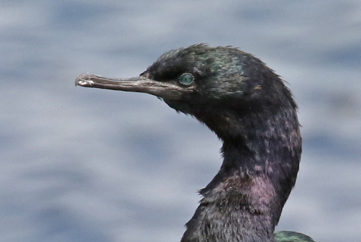 Pelagic Cormorant