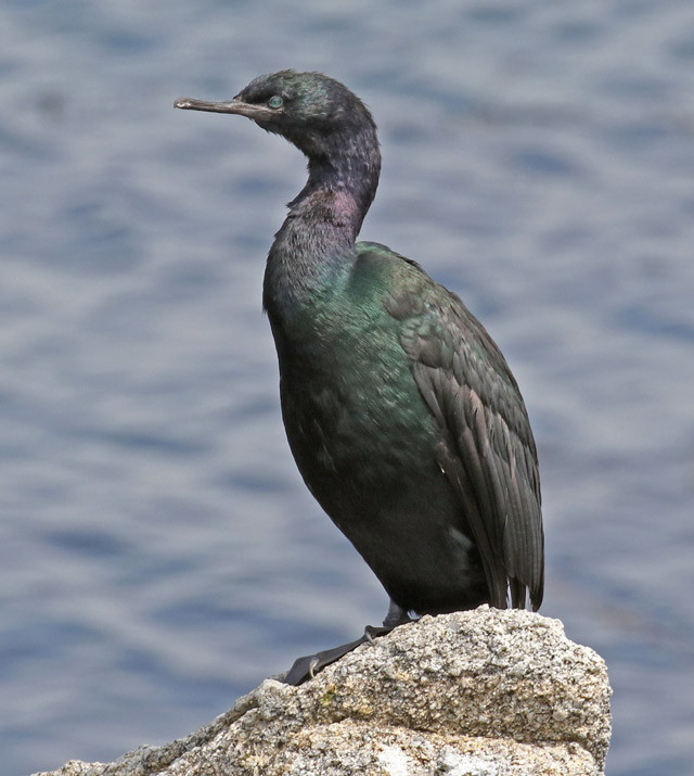 Pelagic Cormorant