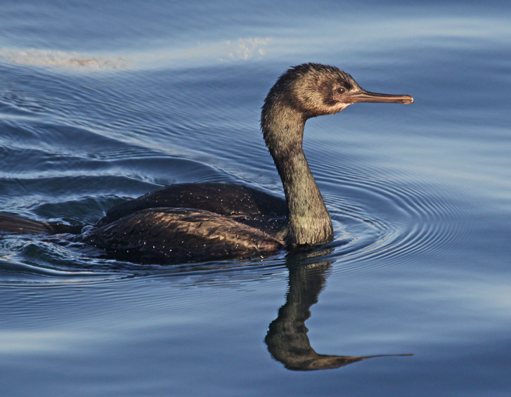 Pelagic Cormorant
