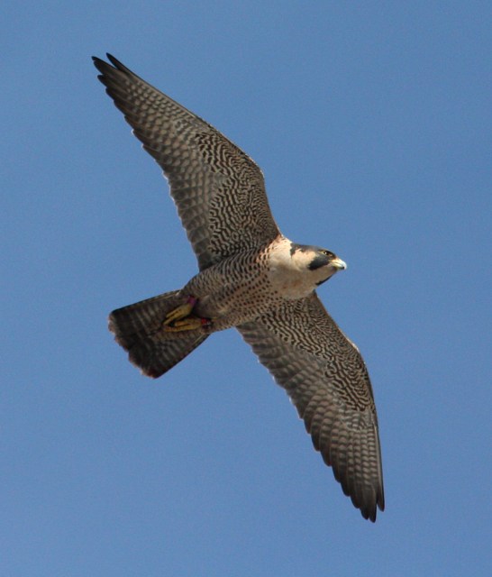 Peregrine Falcon photo #1