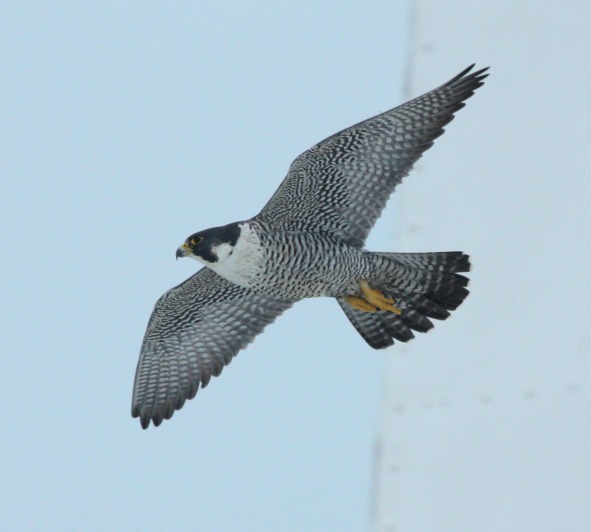 Peregrine Falcon photo #3