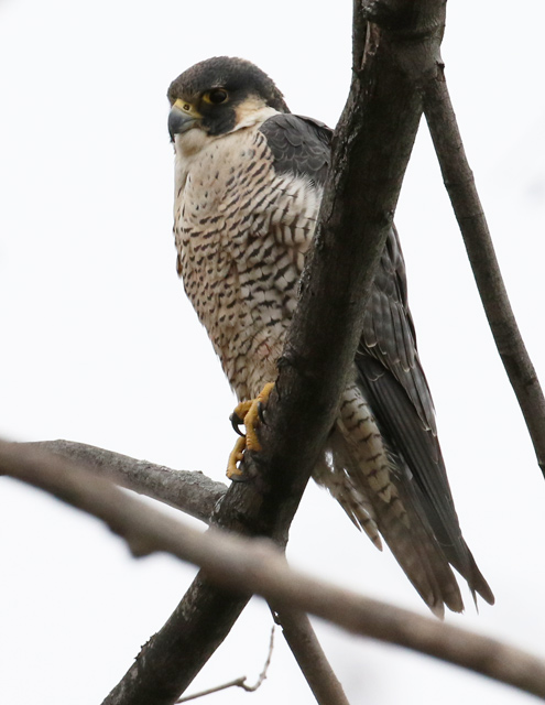 Peregrine Falcon (adult)