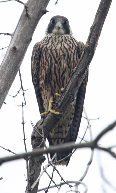 Peregrine Falcon photo #2
