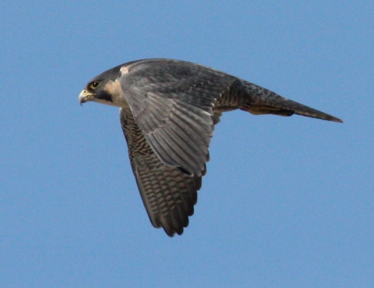 Peregrine Falcon photo #2